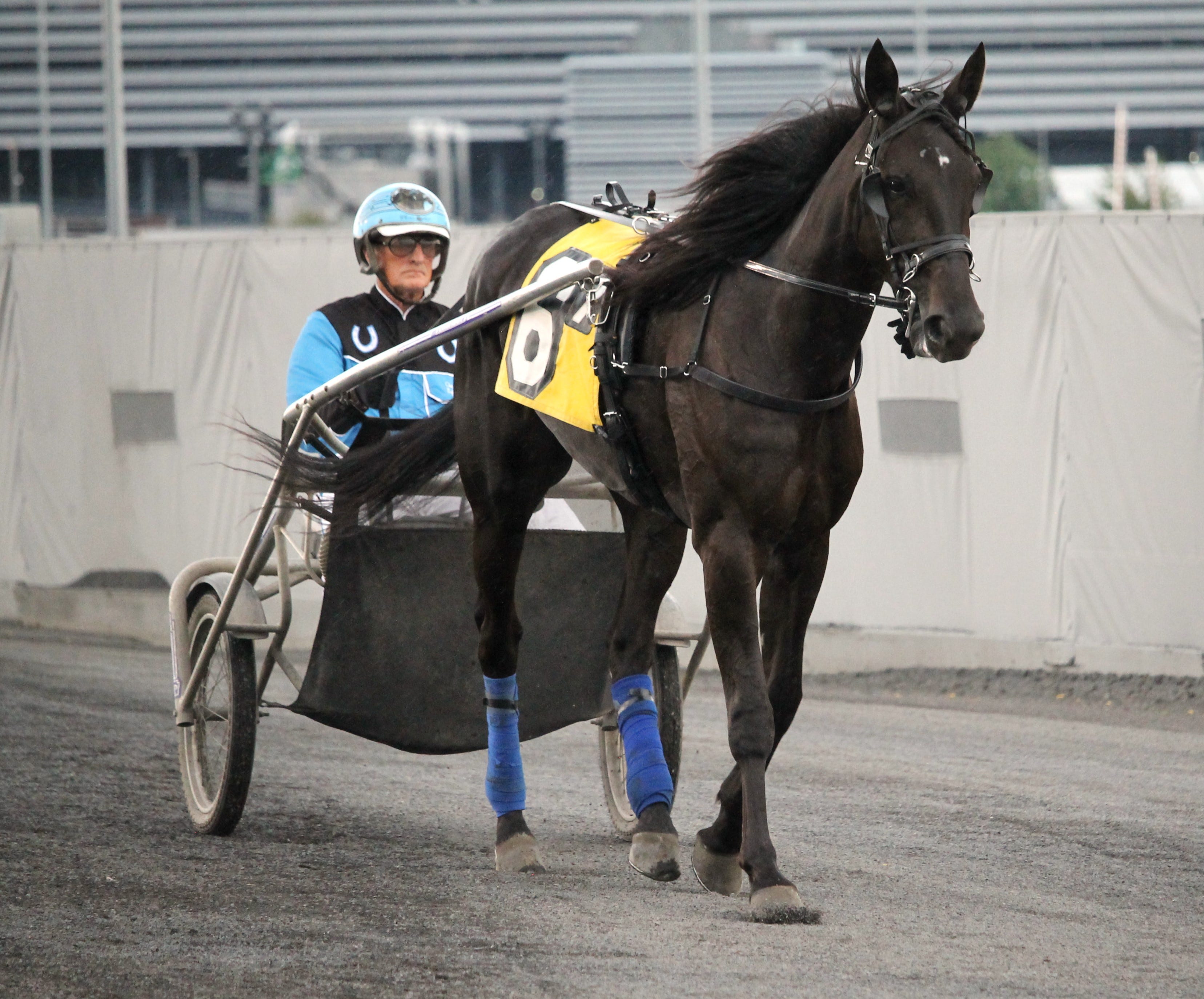 Meadowlands Walner Payton seeks sweet Hambo Oaks win